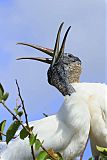 Wood Stork